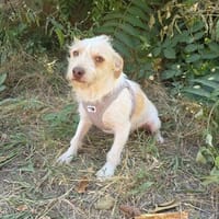 Parson Russel Mix Geri, Hund zur Adoption