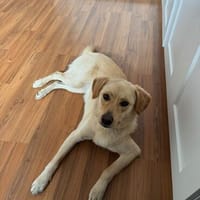 ZOE - täglich die Nähe und Zuwendung genießen, Hündin zur Adoption