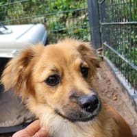 Süß,  klein, 7 Monate jung - Cappy, Hund zur Adoption