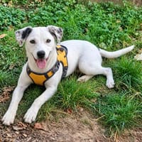 Tina sucht ihr Für-immer-Zuhause (I), Hündin zur Adoption