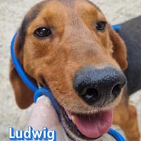 Ludwig, 12/20 - in 41236 Mönchengladbach, Hund zur Adoption