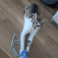 Bernadette liebes Katzenmädel sucht ihren Kuschelplatz, Katze zur Adoption