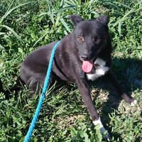 MERLE jetzt auf PS in 50170 Kerpen, Hündin zur Adoption
