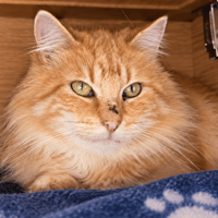 LIGNAC, chat à adopter