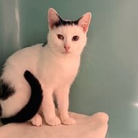 Swan CAB6162, chatte à adopter