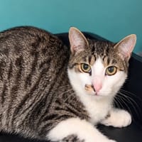Sumo CAB6169, chat à adopter