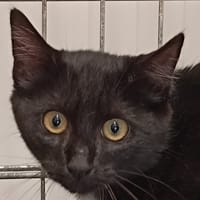 KORRIGAN, chat à adopter