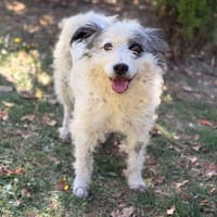 Djody CAA16093, chienne à adopter