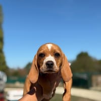 CHIKARA, chien à adopter