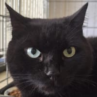 ABYSS, chat à adopter