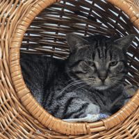 ARAKIRI, chat à adopter