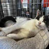 MIA (Réservée), chatte à adopter