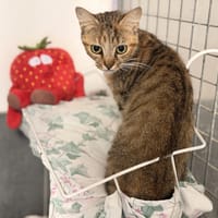 ARDARA, chatte à adopter