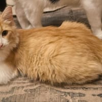 HELOS, chat à adopter