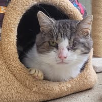 ESKIMO, chat à adopter