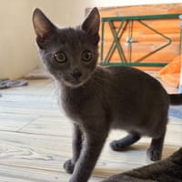 IONTAS, chatte à adopter