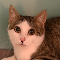 Pepin CAB6184, chat à adopter