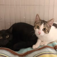 Liam CAB6076, chat à adopter
