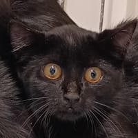 PLOUHA, chatte à adopter