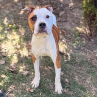 Raya CAA16092, chienne à adopter