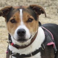 OBI ONE, chien à adopter