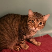 Sélène CAB6098, chatte à adopter