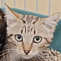 SIZUN, chatte à adopter