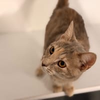 JULIETTE, chatte à adopter