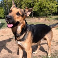 Locky, chien à adopter