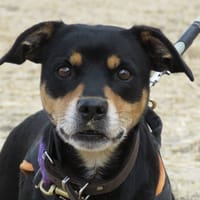 OLGA, chienne à adopter
