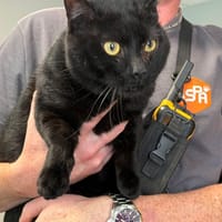 ZIG, chat à adopter