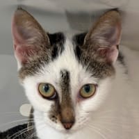 NEIGE, chatte à adopter