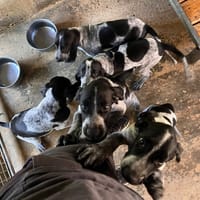 Barney, chien à adopter
