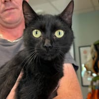 NELLA, chatte à adopter