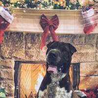 REIKO (réservé), chien à adopter