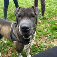 REIKO, chien à adopter