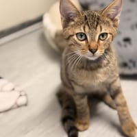 UNO, chatte à adopter