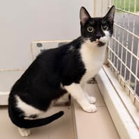 Merida CAB6259, chatte à adopter