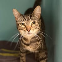 Charly CAB6179, chatte à adopter