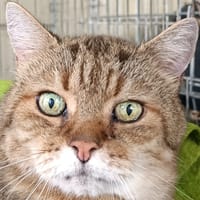 MILOU, chat à adopter