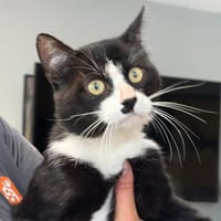 BILBO, chat à adopter