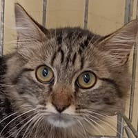KENAVO, chat à adopter