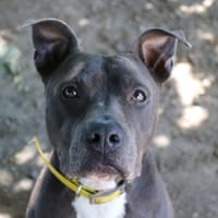 TUSHANE, chien à adopter