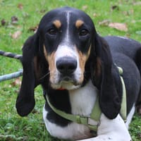 RENNE (réservé), chien à adopter