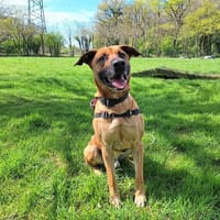 OSLAF, chien à adopter
