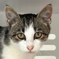 NASH, chat à adopter