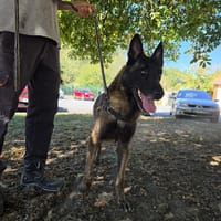 PABLO, chien à adopter