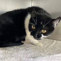 FELIX, chat à adopter