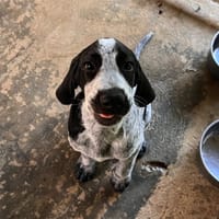 Banjo, chien à adopter