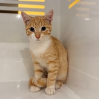 KARMA, chatte à adopter